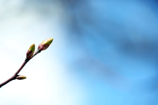 Verse lente bladeren op tak — Stockfoto