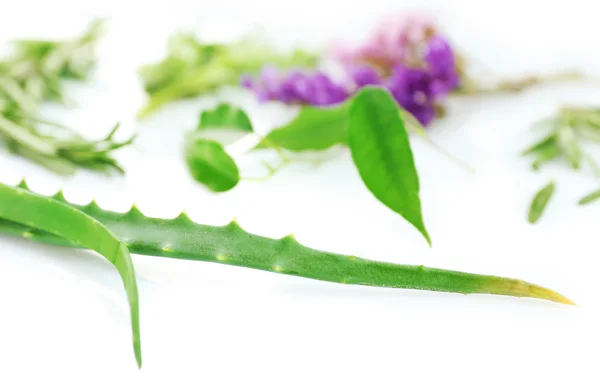 Grüne Kräuter und Blätter — Stockfoto