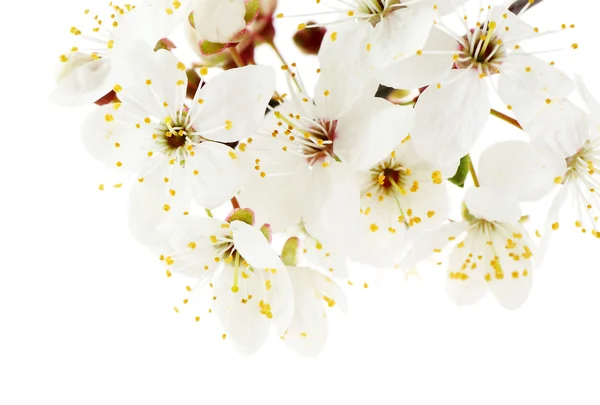 Квітуча гілка ізольована на білому — стокове фото
