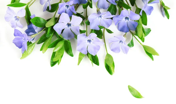 Purple periwinkle isolated on white — Stock Photo, Image