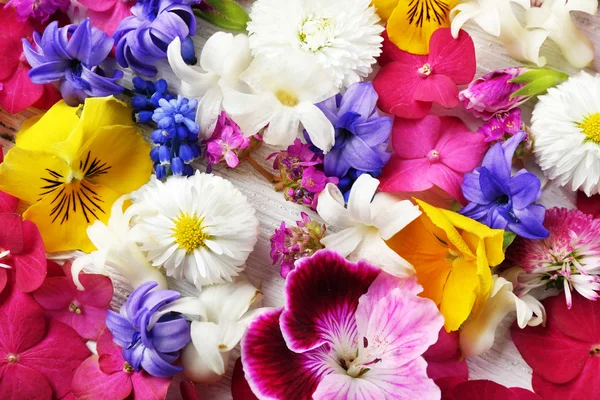 Flores coloridas da primavera — Fotografia de Stock