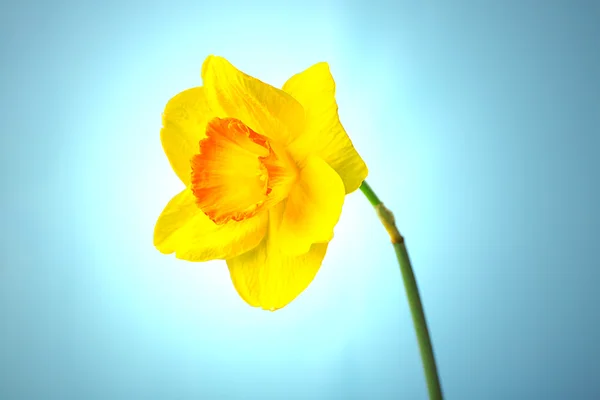 Verse narcissus bloem — Stockfoto