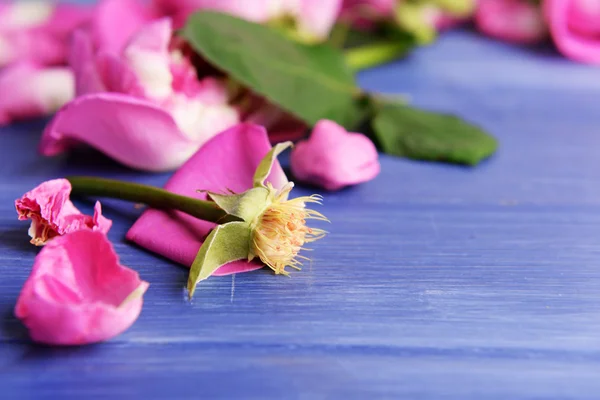 Красивые розовые лепестки роз — стоковое фото