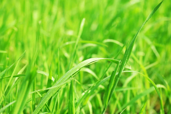 Grönt gräs med dagg — Stockfoto