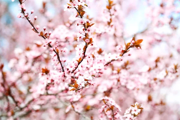 Třešňové květy rozmazané přírodní pozadí — Stock fotografie