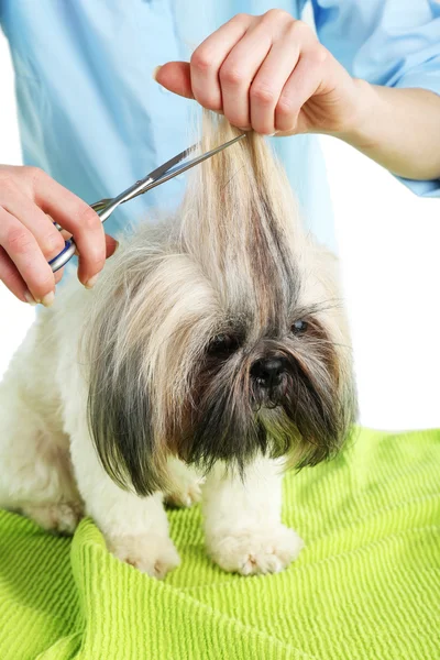 Niedlich shih tzu und Friseur — Stockfoto