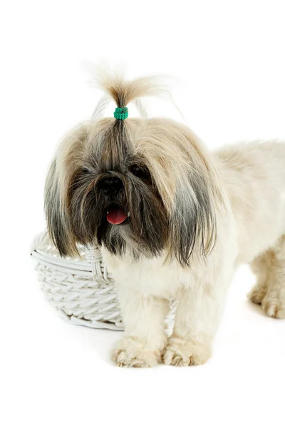 Schattig shih tzu — Stockfoto