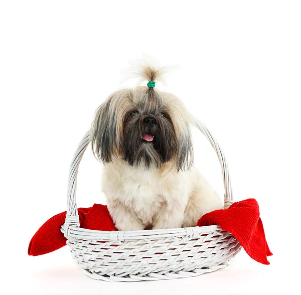 Cute Shih Tzu in wicker basket isolated on white — Stock Photo, Image