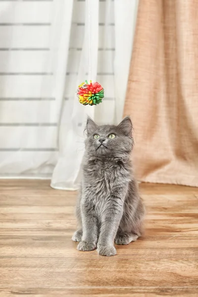 Lindo gris gatito juega en piso en casa — Foto de Stock