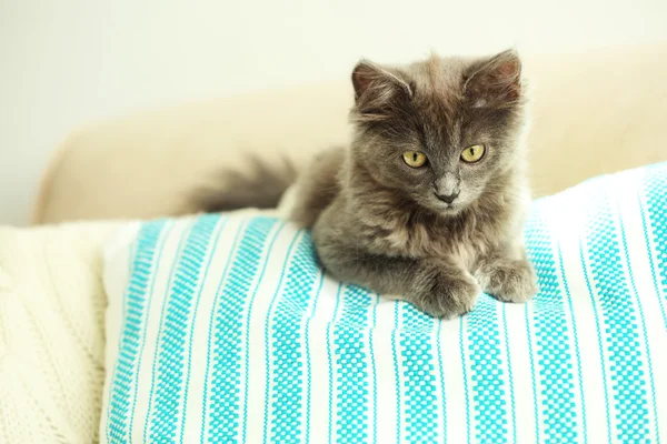 Lindo gatito gris — Foto de Stock