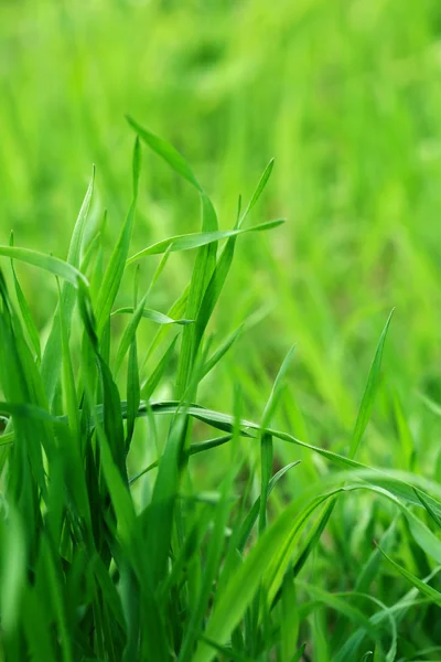 Groen gras op aard achtergrond, close-up — Stockfoto