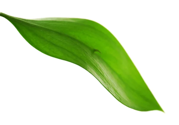 Green leaf   close up — Stock Photo, Image