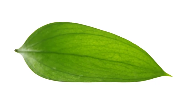 Зелений лист крупним планом — стокове фото