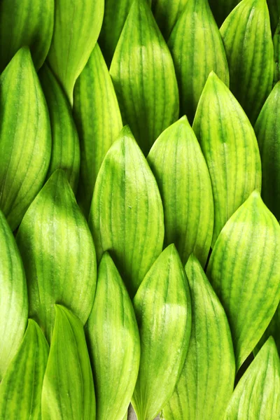 Färska gröna blad — Stockfoto