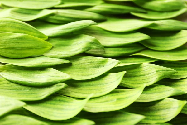 Hojas verdes frescas — Foto de Stock