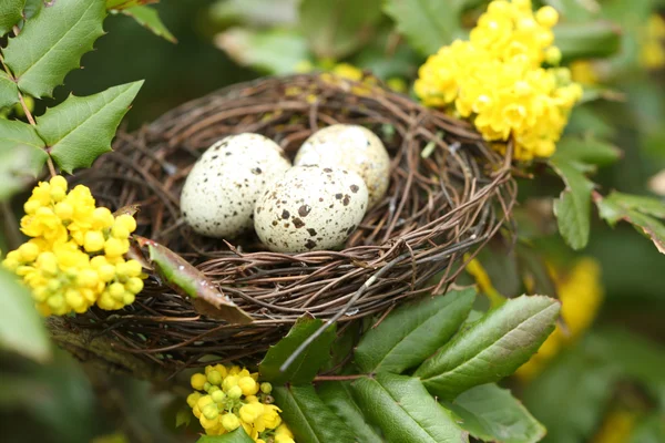 Плете гніздо з яйцями — стокове фото