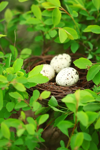 Wicker nest with eggs — Stock Photo, Image