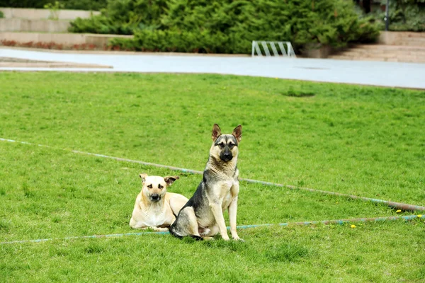 绿草背景上的三只狗 — 图库照片