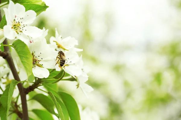 Spring cherry blossom — Stock Photo, Image