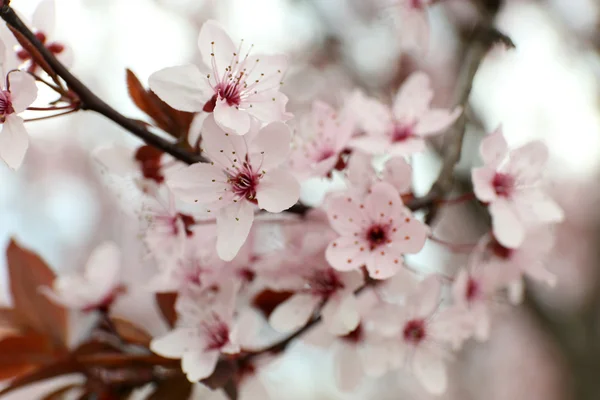 Çiçekli ağaç dalları — Stok fotoğraf