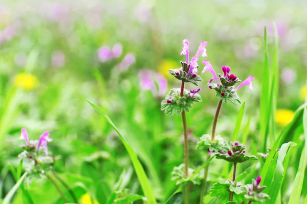 Flores silvestres sobre hierba verde — Foto de Stock