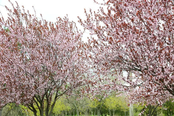 Ветви цветущего дерева — стоковое фото
