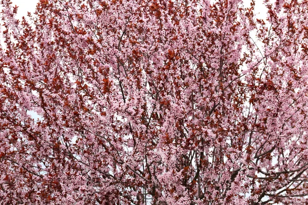 Branches d'arbres à fleurs — Photo