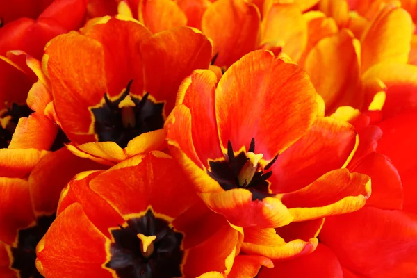 Closeup čerstvé červené tulipány — Stock fotografie