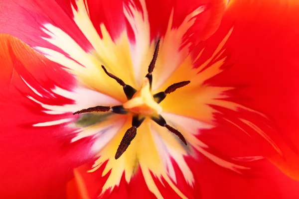Primo piano di bel tulipano fresco — Foto Stock