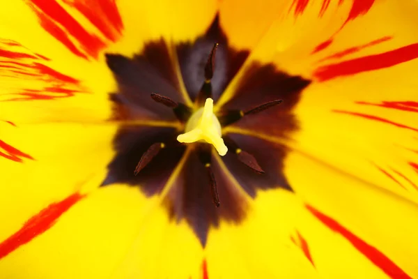 Closeup of beautiful fresh tulip — Stock Photo, Image