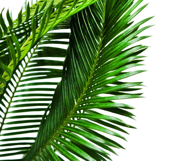 Yeşil palmiye dalları — Stok fotoğraf