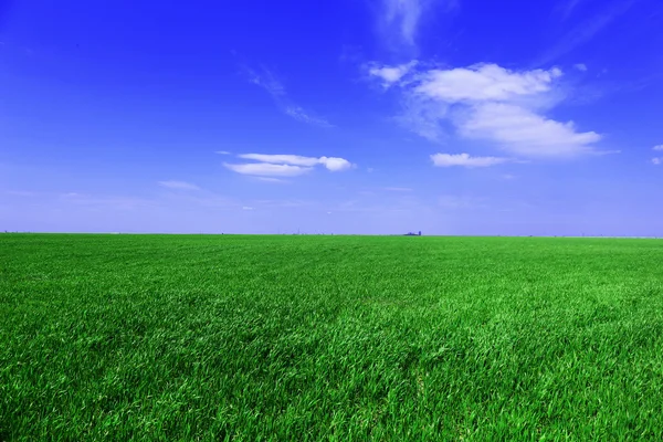 Groene lente veld Rechtenvrije Stockafbeeldingen