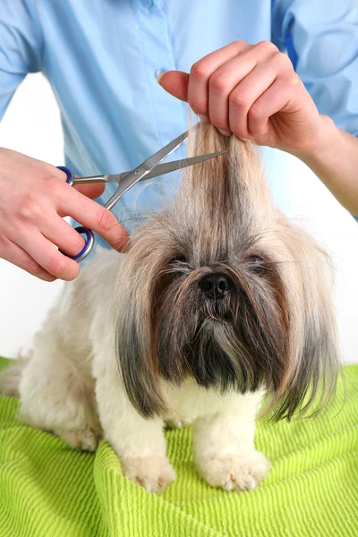 Carino Shih Tzu e parrucchiere Foto Stock