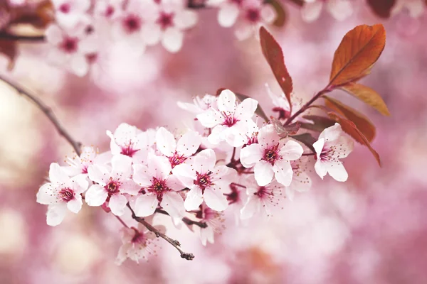 Plum blossoms Stock Photos, Royalty Free Plum blossoms Images |  Depositphotos