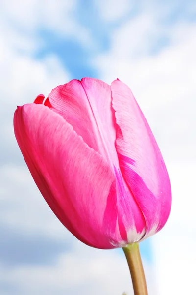 Pink tulip on blue blurred background — Stock Photo, Image