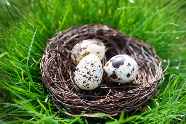 Oeufs d'oiseaux sur herbe verte — Photo