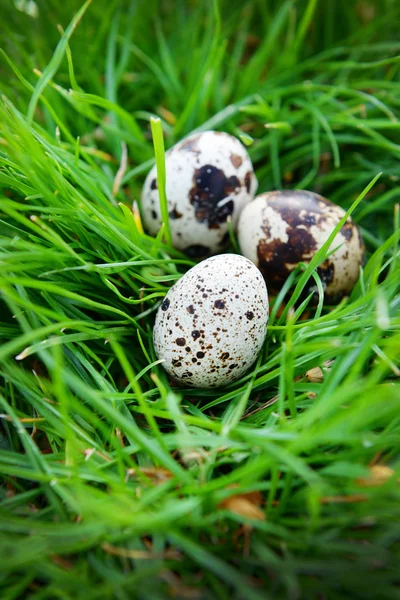Bird eggs over green grass — Stock Photo, Image