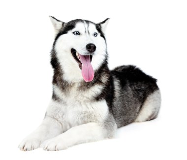 Güzel şirin husky, beyaz izole