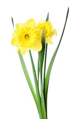 Narcissus çiçeği bembeyaz