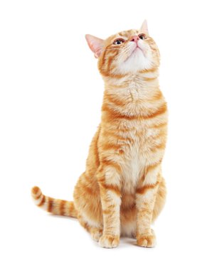 Kırmızı kedi üzerinde beyaz izole portresi
