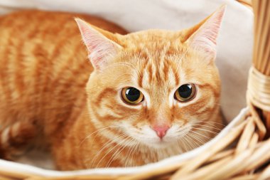 Hasır sepet, closeup kırmızı kedi