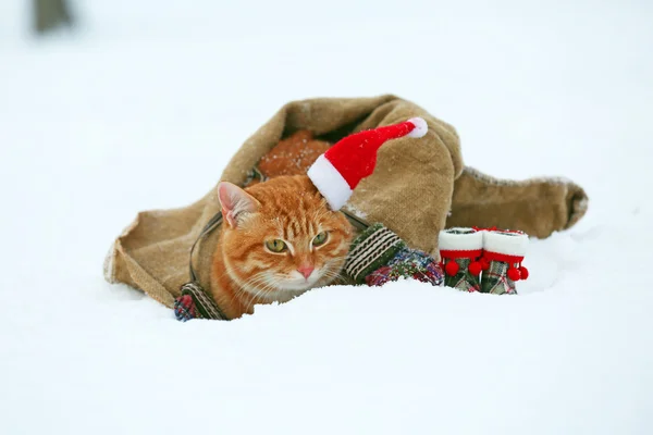 Милая красная кошка в шляпе Санты, завернутая в одеяло на фоне снега — стоковое фото