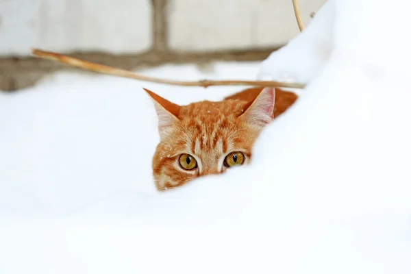 Gato jengibre en nieve sobre fondo de pared de ladrillo —  Fotos de Stock