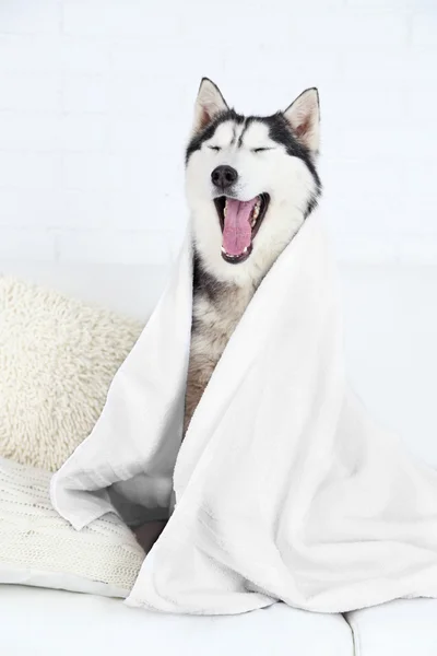 Όμορφη χαριτωμένος σκύλος χάσκεϋ με πετσέτα που κάθεται στον καναπέ στο λευκό δωμάτιο — Φωτογραφία Αρχείου
