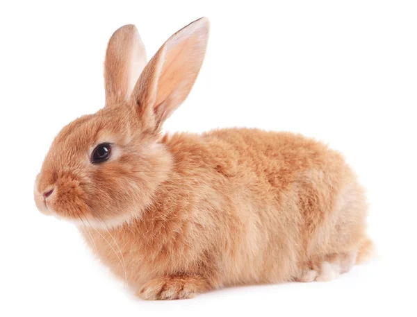 Pequeño conejo aislado en blanco — Foto de Stock