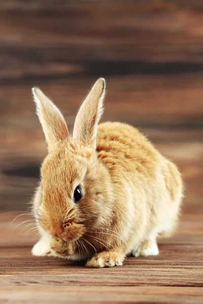 Little rabbit on wooden background — Stock Photo, Image