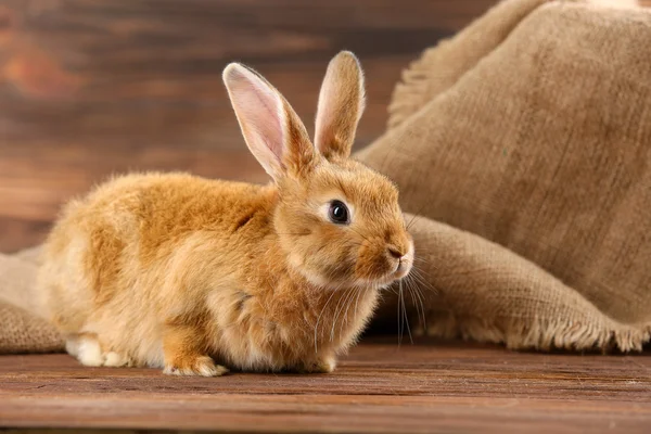 Kleine konijn op houten achtergrond — Stockfoto