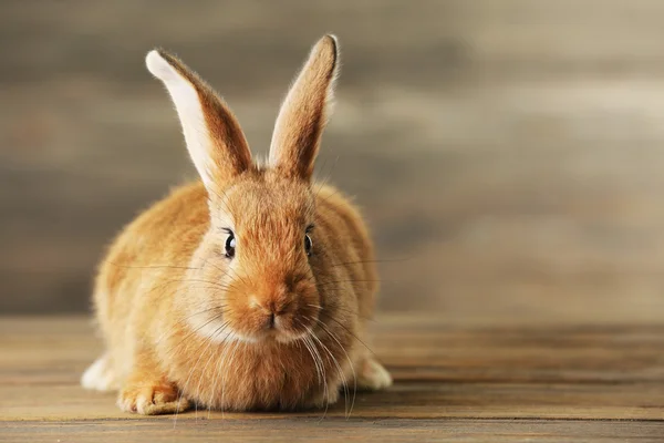 Pequeño conejo sobre fondo de madera — Foto de Stock