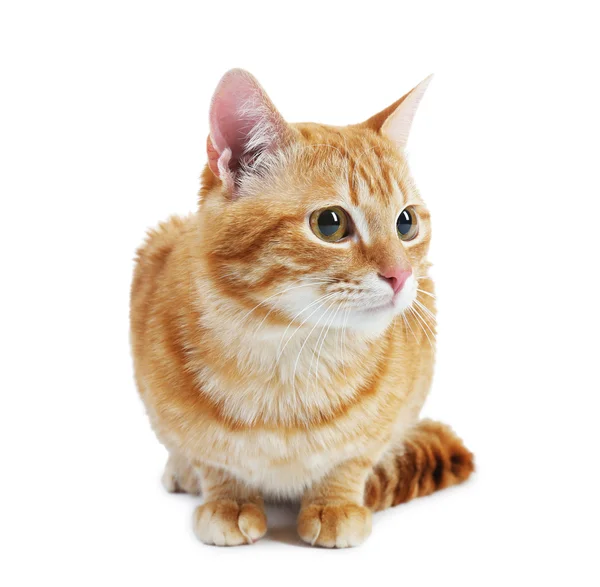 Portrait of red cat isolated on white — Stock Photo, Image