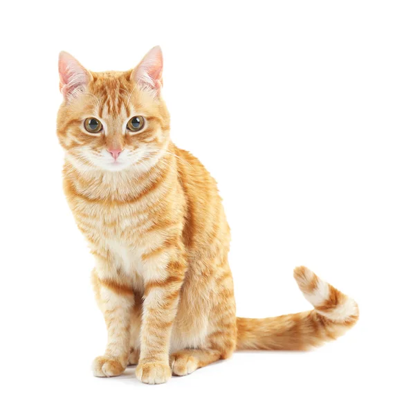 Portrait de chat rouge isolé sur blanc — Photo